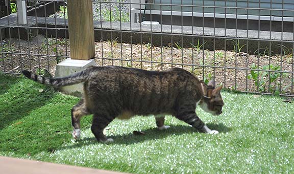 人工芝を踏みしめて歩く猫