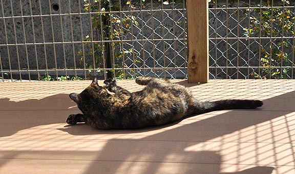 ウッドデッキでゴロゴロと寛いでいるサビ猫の後ろ姿